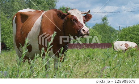 Majestic Dairy Cows Gracefully Grazing in a Lush, Verdant Green Pasture Under the Sky 128909679