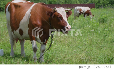 Cows peacefully grazing in a lush, expansive green field rich with healthy grass and clover Cows peacefully grazing in a lush, expansive green field rich with healthy grass and clover 128909681