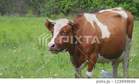 Content Featuring a Cow Grazing Peacefully in a Lush Green Meadow Full of Grass and Flora 128909686