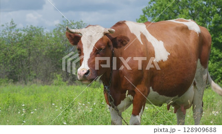 A Beautiful Brown and White Cow Grazing Peacefully in a Lush Green Field under Clear Skies A Beautiful Brown and White Cow Grazing Peacefully in a Lush Green Field under Clear Skies 128909688