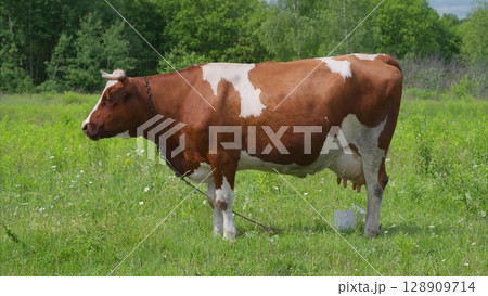 A Graceful Cow Grazing Comfortably in a Beautiful and Lush Green Field of Soft Grass 128909714