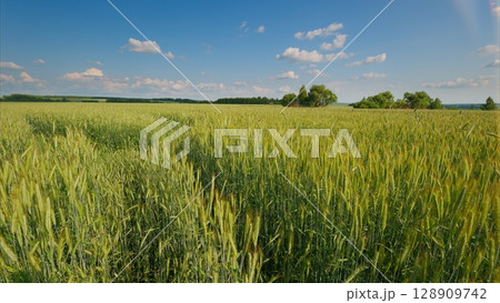 A Beautiful, Lush, Green Field Sprawling Under a Vibrantly Clear Blue Sky That Stretches Above 128909742