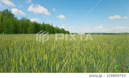 A Vibrant Green Wheat Field Sprawls Beneath a Clear and Beautiful Blue Sky Above 128909743