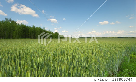 A Beautiful Lush Green Wheat Field Flourishing Under a Clear Bright Blue Sky Above 128909744