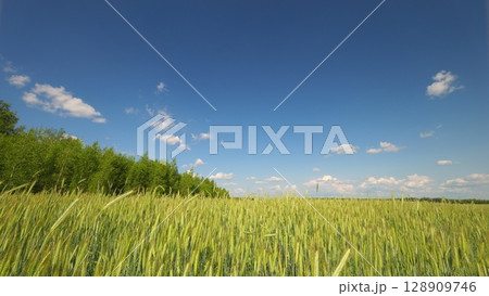 A lovely Lush Green Field stretches beneath a Clear Blue Sky, inviting and tranquil A lovely Lush Green Field stretches beneath a Clear Blue Sky, inviting and tranquil 128909746