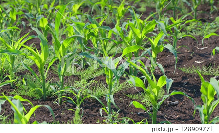 The Vibrant Green Cornfield Represents the Early Growth Stage of a Thriving Crop 128909771