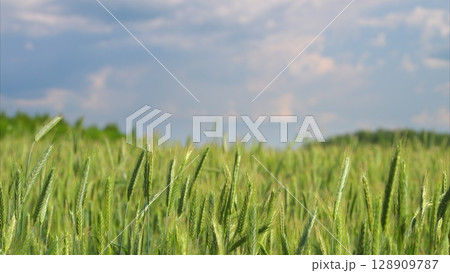 A Beautiful Lush Green Wheat Field Under a Dramatic Cloudy Sky That Enhances Its Serenity A Beautiful Lush Green Wheat Field Under a Dramatic Cloudy Sky That Enhances Its Serenity 128909787