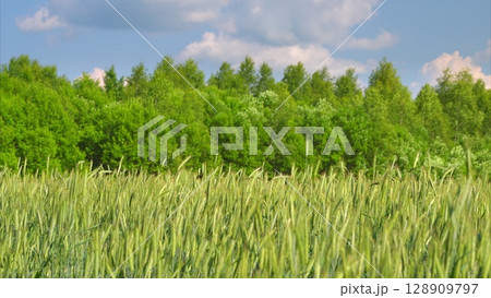A Beautiful Lush Green Field Surrounded by Verdant Trees Beneath a Clear Blue Sky A Beautiful Lush Green Field Surrounded by Verdant Trees Beneath a Clear Blue Sky 128909797
