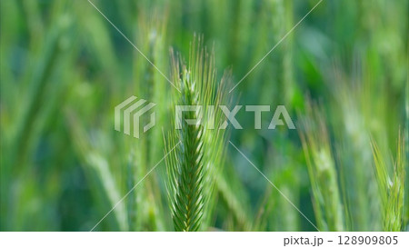 Closeup of a Vibrant and Lush Green Wheat Field Captured in a Beautiful Landscape Setting 128909805