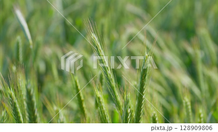 A captivating closeup view of an inspiring green wheat field showcasing vibrant life and growth 128909806