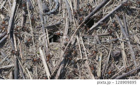 A CloseUp View of Ants Interacting with Each Other in their Natural Habitat and Environment 128909895