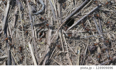 Observing Busy Ants in Their Natural Habitat While Actively Gathering Food Resources 128909896