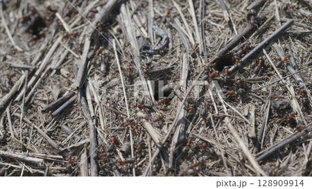 A Detailed CloseUp of Busy Ants Crawling on the Forest Floor Surrounded by Pine Needles A Detailed CloseUp of Busy Ants Crawling on the Forest Floor Surrounded by Pine Needles 128909914