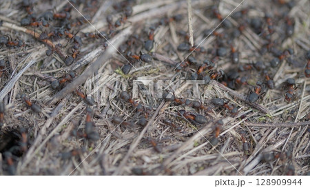 A Busy and Thriving Ant Colony Bustling in Their Natural Habitat, Abundant with Life and Activity A Busy and Thriving Ant Colony Bustling in Their Natural Habitat, Abundant with Life and Activity 128909944