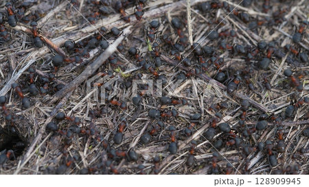 A busy ant colony thrives on the forest ground, showcasing the incredible biodiversity of nature 128909945