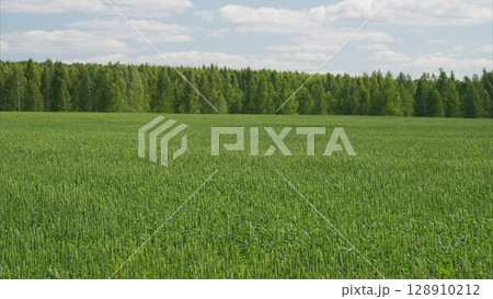 A lush green agricultural field with trees and nature, showcasing vibrant countryside life A lush green agricultural field with trees and nature, showcasing vibrant countryside life 128910212