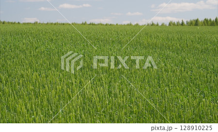 A Stunningly Beautiful, Lush Green Field Located Beneath a Bright and Sunny Sky During the Day 128910225