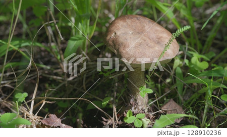 A Beautiful Brown Mushroom Thriving and Growing Vigorously Amidst the Lush Greenery of Nature A Beautiful Brown Mushroom Thriving and Growing Vigorously Amidst the Lush Greenery of Nature 128910236