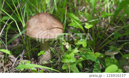 Mushroom Growth in Abundant Lush Greenery, Enriching the Environment with Vibrant Life 128910237