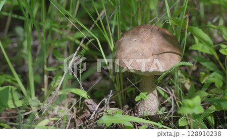 A vibrant and colorful mushroom is growing gracefully among green grass in a lush forested area 128910238