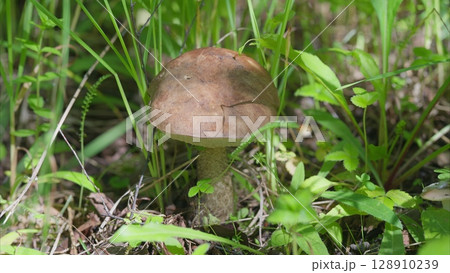 A Detailed CloseUp Image of a Mushroom Thriving in Its Natural Habitat and Ecosystem 128910239