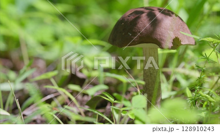 Mushroom Captured Within Lush Greenery A Stunning, Detailed CloseUp That Showcases Natures Beauty Mushroom Captured Within Lush Greenery A Stunning, Detailed CloseUp That Showcases Natures Beauty 128910243