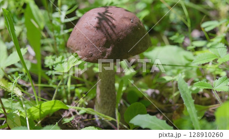 A Beautiful Brown Mushroom Growing Amidst Lush and Verdant Greenery in Natures Wonderland 128910260