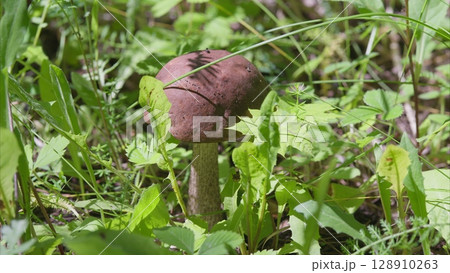 A Beautiful Mushroom is Growing Amidst the Lush Greenery of Its Natural Habitat, Radiating Wonder 128910263