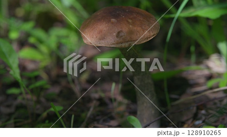 Discover and appreciate the unique mushroom thriving in its habitat, showcasing natures beauty 128910265
