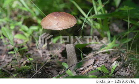 Natures Beauty A Captivating Mushroom Found in the Heart of the Lush Forest Landscape Natures Beauty A Captivating Mushroom Found in the Heart of the Lush Forest Landscape 128910266