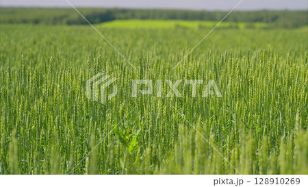 A Beautiful Lush Green Wheat Field Stretching Under a Vibrant and Clear Blue Sky 128910269