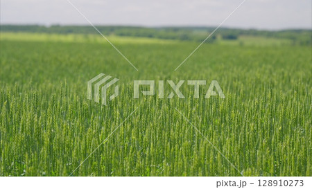 A Beautiful Lush Green Wheat Field Stretching Out Under a Bright and Clear Blue Sky A Beautiful Lush Green Wheat Field Stretching Out Under a Bright and Clear Blue Sky 128910273