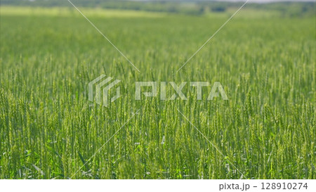 A Beautiful Lush Green Agriculture Field Captured Perfectly in Bright Daylight with Vivid Colors A Beautiful Lush Green Agriculture Field Captured Perfectly in Bright Daylight with Vivid Colors 128910274