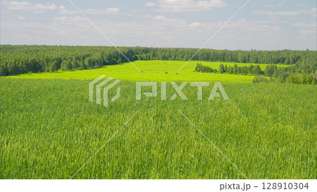 Lush, vibrant green fields beautifully framed by a dense and rich forest backdrop 128910304
