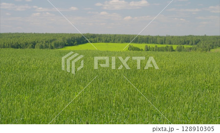 Vast Expanses of Green Fields Stretching Beneath a Clear and Bright Blue Sky Above 128910305