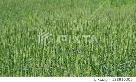 Vibrant and Lush Green Fields of Wheat Growing Under the Bright Hot Sunlight Beaming Down Vibrant and Lush Green Fields of Wheat Growing Under the Bright Hot Sunlight Beaming Down 128910309