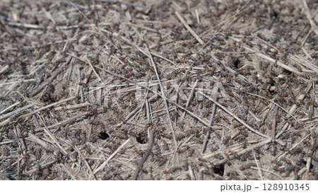 This image shows a Natural Ground Texture of Ants Straws and Grains, highlighting earths details 128910345