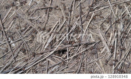 Natural Ground Texture Featuring Ants, Twigs, Debris, and Organic Elements in a Natural Setting 128910348