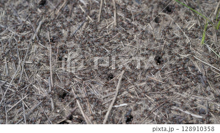 Insect Ants Activity Observed on Natural Ground Surface and its Implications for Ecosystems Insect Ants Activity Observed on Natural Ground Surface and its Implications for Ecosystems 128910358