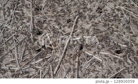 The Scattering Process of Small Ants Insects Across the Dry Ground Surfaces and Terrain The Scattering Process of Small Ants Insects Across the Dry Ground Surfaces and Terrain 128910359