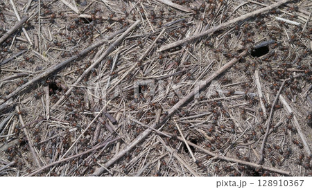 Natural Ground Texture Featuring Ants, Twigs, Soil, and Other Organic Elements in the Environment Natural Ground Texture Featuring Ants, Twigs, Soil, and Other Organic Elements in the Environment 128910367