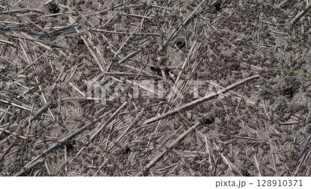 Natural Ground Composed of Ants Twigs Alongside Organic Material Found in Various Ecosystems 128910371