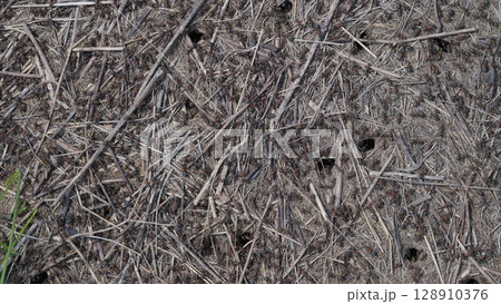 Ground Texture and Ants Capturing the Intricacies of Natural Debris and Elements in Detail 128910376