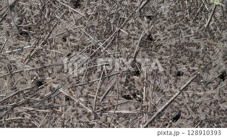The Texture of Dry Soil Ants, Featuring Straw and Holes Throughout the Surface of the Ground 128910393