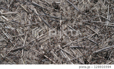 Natural Ground Texture Featuring Ants Sticks and Various Particles Spread Across the Surface 128910394