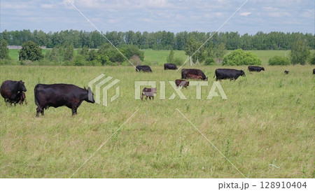 Cattle Grazing in the Expansive, Lush Green Pastures of the Countryside in Summer Sunshine Cattle Grazing in the Expansive, Lush Green Pastures of the Countryside in Summer Sunshine 128910404