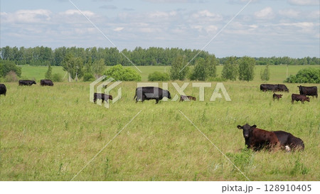A Serene and Beautiful Pastoral Scene Featuring Peacefully Grazing Cattle in Nature 128910405