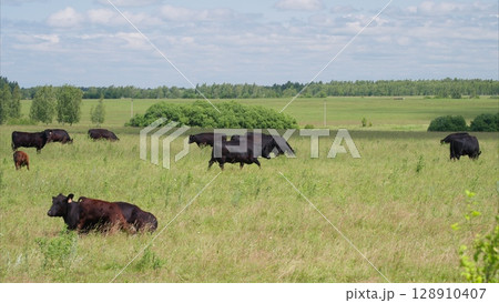 Cattle Grazing in Beautiful, Lush Green Pastures Under Clear, Blue Skies on a Sunny Day 128910407