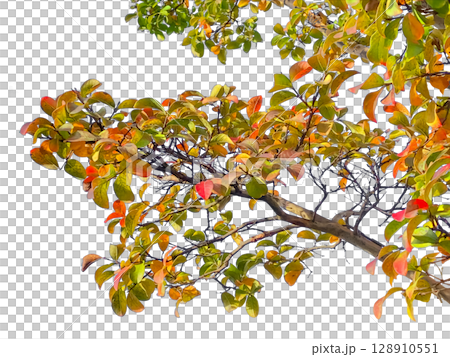 Cutouts of autumn leaves and branches (transparent background) 128910551