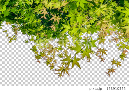 Cutouts of autumn leaves and branches (transparent background) 128910553